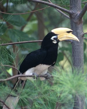 Anthracoceros albirostris.jpg