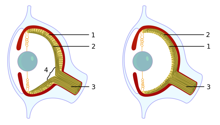 ملف:Evolution eye 2.svg