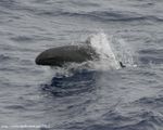 False killer whale 890002.jpg