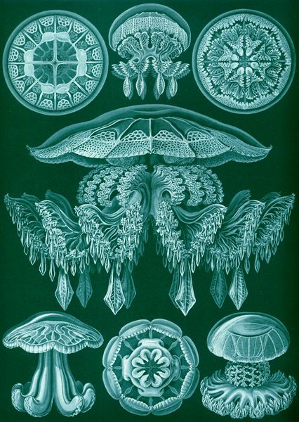 ملف:Haeckel Discomedusae 88.jpg