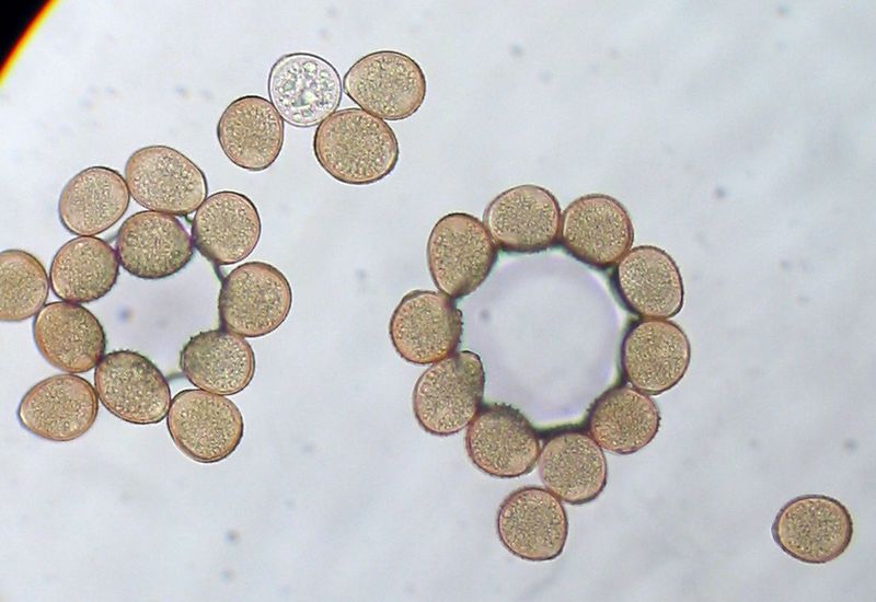 ملف:Rust fungus (Uredinales) pustules of urediniospores Pengo.jpg