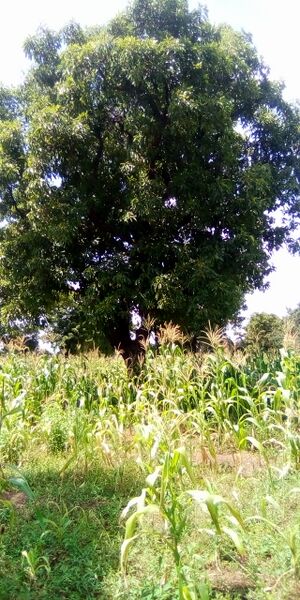 ملف:Shea nut tree.jpg