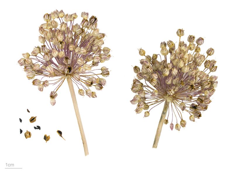 ملف:Allium ampeloprasum MHNT.BOT.2006.46.12.jpg