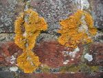 A crusty crustose lichen on a wall