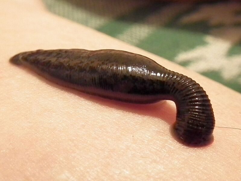 ملف:Sucking leech.jpg
