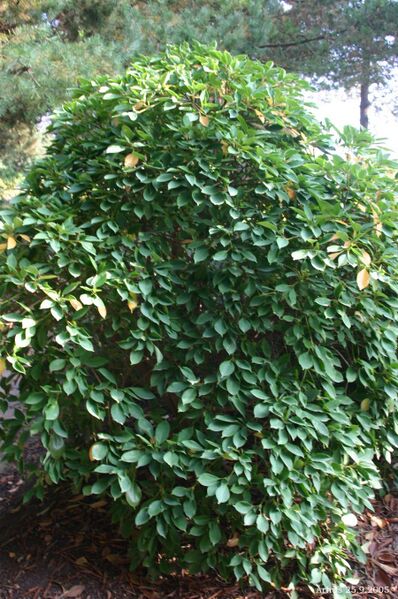 ملف:Trochodendron-aralioides-total.JPG