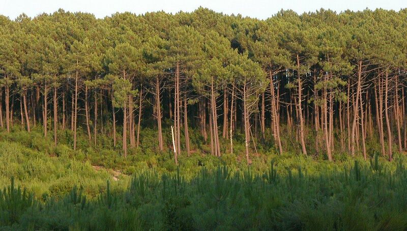 ملف:ForetLandes.JPG