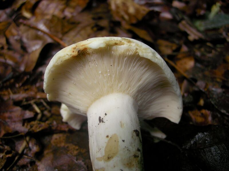 ملف:Lactarius060.jpg