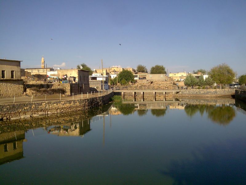 ملف:Midin.jpg