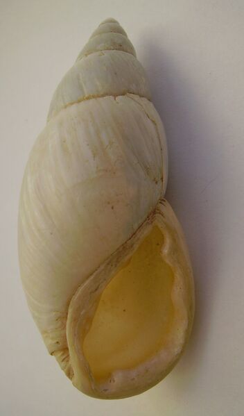 ملف:Placostylus ambagiosus priscus.JPG