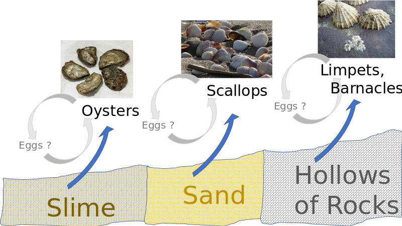 ملف:Spontaneous Generation of Seashells.svg