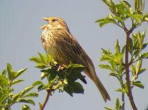 Emberiza calandra, mâle chantant (Matthieu Gauvain).jpg