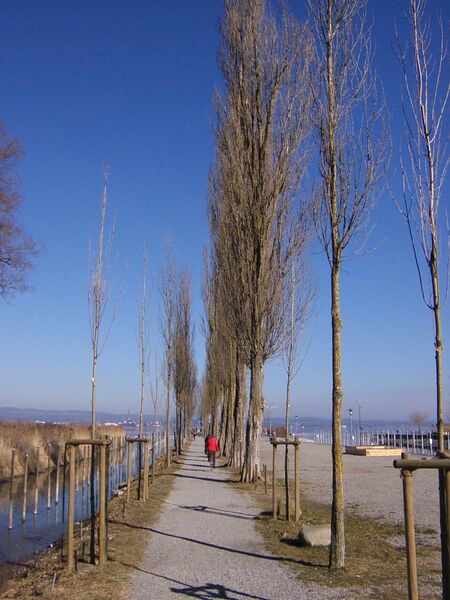 ملف:UpferpromenadeinMoosbeiRadolfzell.jpg
