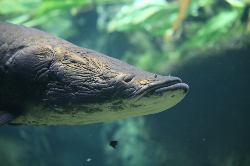 ملف:Arapaima (Arapaima gigas).jpg
