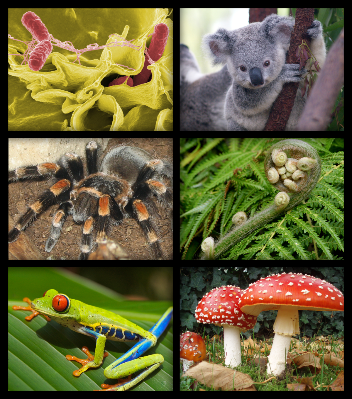 Живые организмы. Многообразие живых организмов. Разнообразные живые организмы. Разнообразие живых существ.