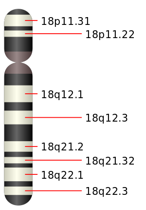 Chromosome 18.svg