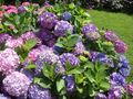 Hydrangeas in front of the Office de Tourisme Building in Chartres, France.
