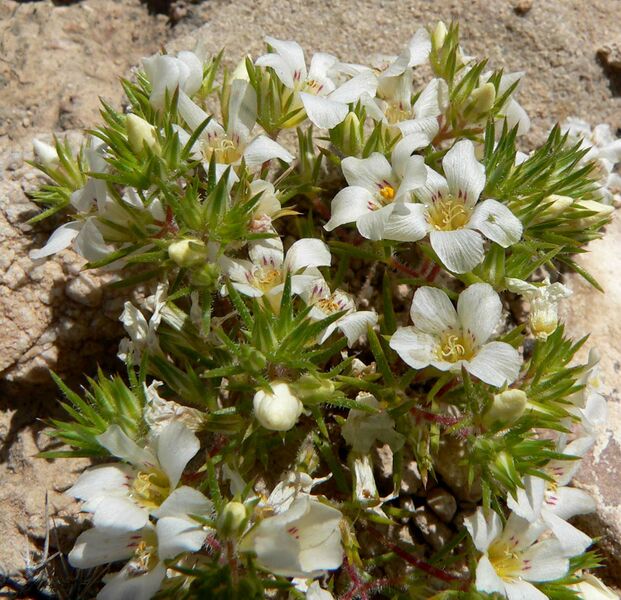 ملف:Linanthus demissus 1.jpg