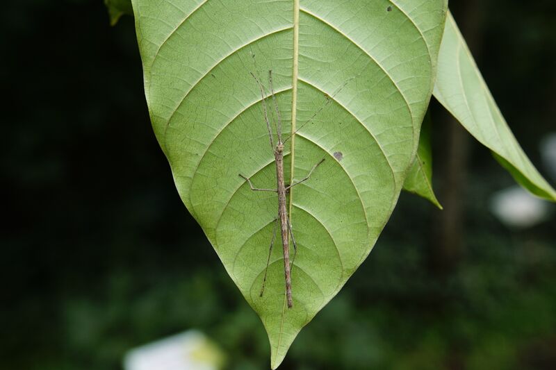 ملف:Phasmatodea 2941.jpg
