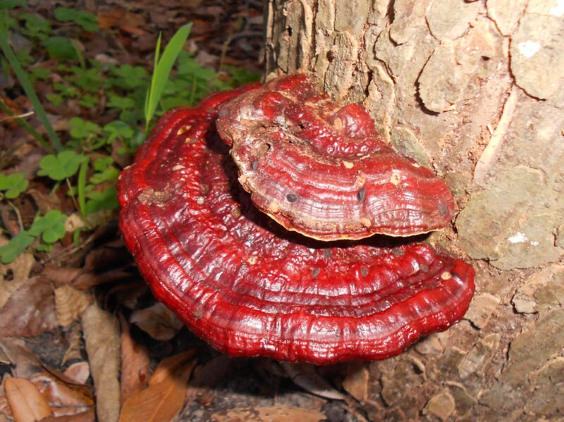 ملف:2012-01-19 Ganoderma sp 196230.jpg