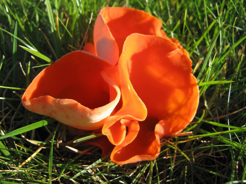 ملف:Aleuria aurantia.JPG