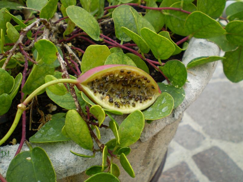 ملف:Capparis fruit.JPG
