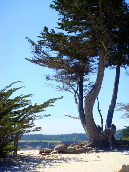ملف:Carmel Monterey Cypress.jpg