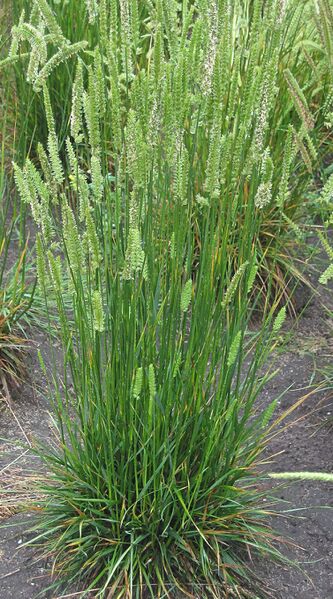 ملف:Cynosurus cristatus (kamgras bloeiend).jpg