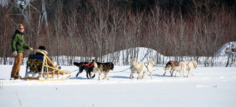 ملف:Dog sled quebec 2010.JPG
