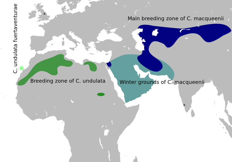 ملف:Houbara map.svg
