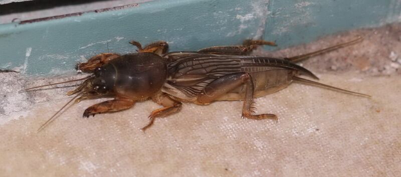 ملف:Mole cricket03.jpg
