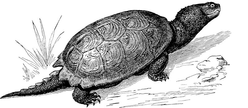 ملف:Snapping Turtle-TSF 0009.jpg
