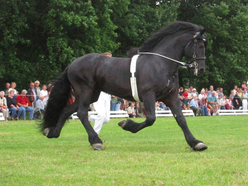 ملف:Friese.jpg