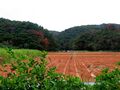 Farmland on Okinawa Island