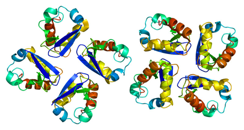 ملف:Protein KCNA2 PDB 1dsx.png