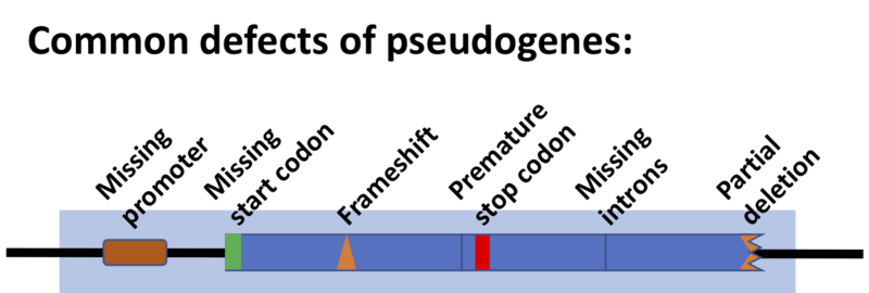 ملف:Pseudogene defects.png