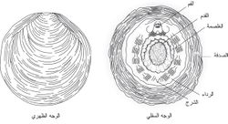 النيوبيلينا كما ترى من وجهها الظهري ووجهها السفلي