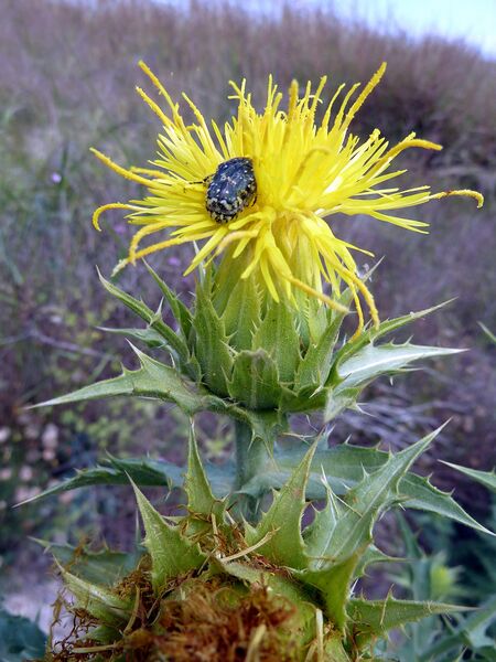 ملف:C. arborescens-2.JPG