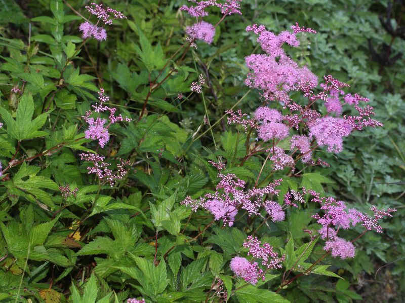 ملف:Filipendula multijuga s3.jpg