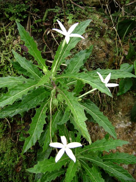 ملف:Hippobroma longiflora.jpg