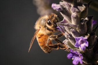 Honeybee on Lavender