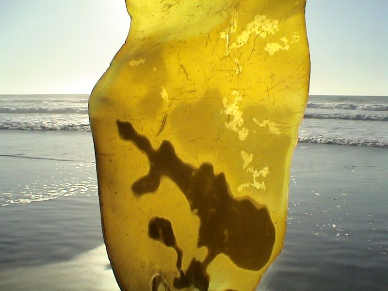 ملف:Kelp in Neskowin.jpg