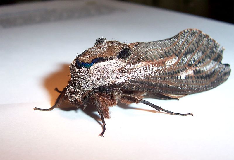 ملف:Looper moth.jpg