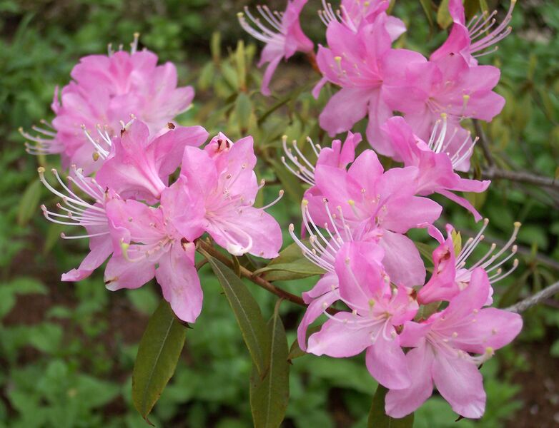 ملف:Rhododendron davidsonianum Ruth Lyons.jpg