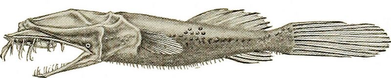 ملف:St. Nicholas-Vol 40.1-269-2.jpg