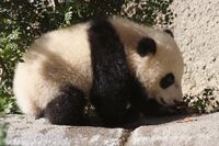 Yun Zi - Baby Giant Panda - IMG 1683 (4305507667).jpg