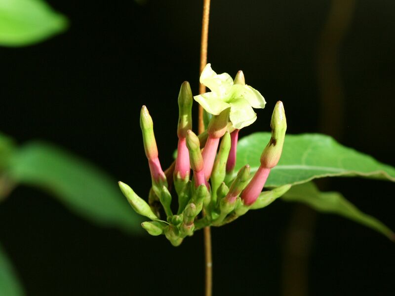 ملف:12532-Mesechites trifida-Cacuri.jpg