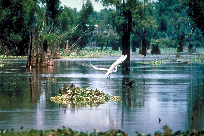 ملف:Atchafalaya Basin.jpg