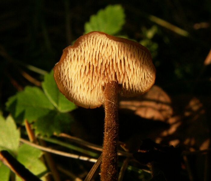 ملف:Auriscalpium vulgare 060924.jpg