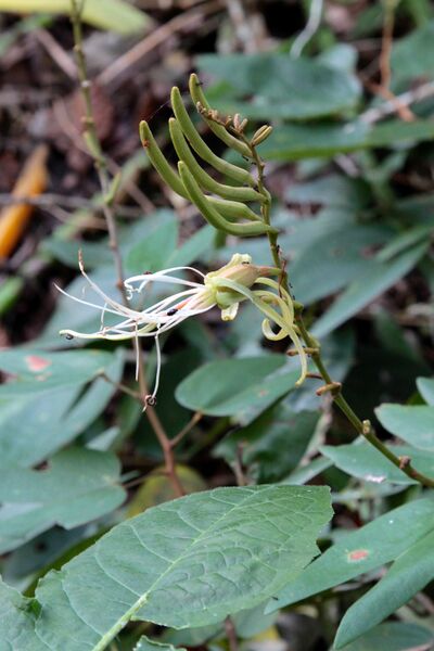 ملف:Bauhinia multinervia (Fabaceae) (33908971601).jpg